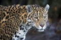 portrait of Jaguar Panthera Onca Royalty Free Stock Photo