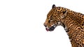 Funny jaguar with its tongue sticking out