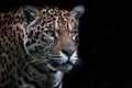 Portrait of a Jaguar Staring Into the Distance