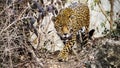 Jaguar walking down a path between bushes Royalty Free Stock Photo