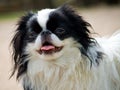 Portrait of japanese chin puppy