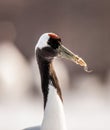 Portrait of a Japanese crane. Close-up.