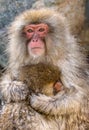 Portrait of Japanese macaque. Close-up.