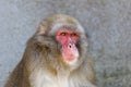 Portrait of a Japanese macaque Macaca fuscata