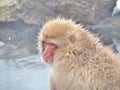 Portrait of a Japanese macaque snow monkey in hot spring Royalty Free Stock Photo