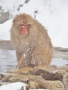 Portrait of a Japanese macaque snow monkey in hot spring Royalty Free Stock Photo