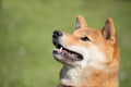 Portrait of a Japanese shiba inu dog looking on up with an open mouth Royalty Free Stock Photo