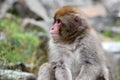 Red face japanese macaque or snow monkey