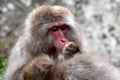 Red face japanese macaque or snow monkey