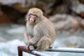 Red face japanese macaque or snow monkey