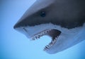 A Portrait of the Jaws of a Great White Shark Royalty Free Stock Photo