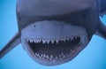 A Portrait of the Jaws of a Great White Shark Royalty Free Stock Photo