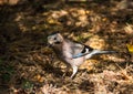 Portrait of a jay in the forest. Bird in the autumn forest