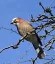 Portrait of a jay sitting on bare branches Royalty Free Stock Photo