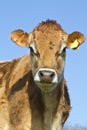 Portrait of a Jersey Cow