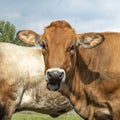 Portrait of a Jersey cow with black snout, chewing head Royalty Free Stock Photo