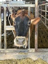 Portrait of a Jersey milking cow