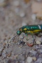 portrait of a jewel beetle that is green and beautiful