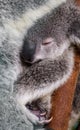 Portrait of a joey curled up in the nook of its mother`s arm Royalty Free Stock Photo