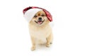 Portrait joy pomeranian dog celebrating christmas making a funny face wearing a santa claus hat. Isolated on white background Royalty Free Stock Photo