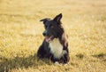 Portrait of joyful border collie dog laying down on the meadow, funny face mouth open showing long tongue, enjoying the sunny Royalty Free Stock Photo