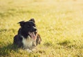 Portrait of joyful border collie dog laying down on the meadow, funny face mouth open showing long tongue, enjoying the sunny Royalty Free Stock Photo