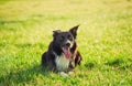 Portrait of joyful border collie dog laying down on the meadow, funny face mouth open showing long tongue, enjoying the sunny Royalty Free Stock Photo