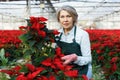 Joyful female florist with poinsettia Royalty Free Stock Photo