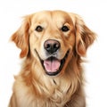 High Detail Golden Retriever Dogs Photo Illustration On White Background