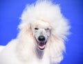 Portrait of a joyful white poodle on a blue background