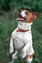 Portrait of jumping and barking small white and red dog jack russel terrier standing on its hind paws and looking up outside in pa