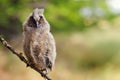 Portrait of a juv long-eared owl Royalty Free Stock Photo