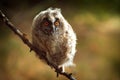 Portrait of a juv long-eared owl