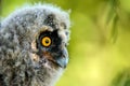 Portrait of a juv long-eared owl Asio otus Royalty Free Stock Photo