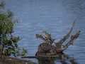 Portrait of a Juvenile Black Crowned Night Heron Royalty Free Stock Photo