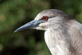 Portrait of a juvenile black crowned night heron Royalty Free Stock Photo