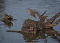 Portrait of Juvenile Black Crowned Night Heron Royalty Free Stock Photo