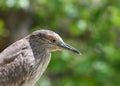 Portrait of a juvenile black crowned night heron Royalty Free Stock Photo