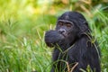 Portrait of juvenile Bonobo. Close up. Royalty Free Stock Photo