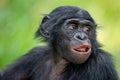 Portrait of juvenile Bonobo. Close up. Scientific name: Pan paniscus. Royalty Free Stock Photo