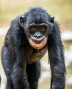 The portrait of juvenile Bonobo Royalty Free Stock Photo