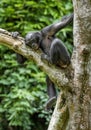 The portrait of juvenile Bonobo on the tree in natural habitat. Royalty Free Stock Photo