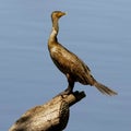 Portrait of a Juvenile Double Crested Cormorant Royalty Free Stock Photo