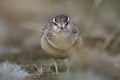 Portrait of a juvenile Eurasian dotterel foraging in the Netherlands.Portrait of a juvenile Eurasian dotte