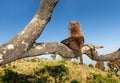 Portrait of juvenile Gelada monkey sitting in tree in Simien mountains, Ethiopia Royalty Free Stock Photo