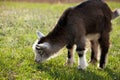 Portrait of a juvenile goat on grass background