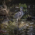 Portrait of a Juvenile Great Blue Heron in the Swamp