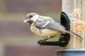 Portrait of juvenile great tit, Parus major, with seed in his mo Royalty Free Stock Photo