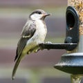 Portrait of juvenile great tit, Parus major, sitting at birdfeeder Royalty Free Stock Photo