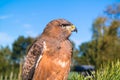 Portrait of juvenile jackall buzzard, Buteo rufofuscus, sitting Royalty Free Stock Photo